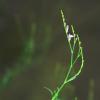 herbe charpentier (Justicia pectoralis)