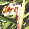 à-tous-maux (Alpinia zerumbet)