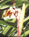 à-tous-maux (Alpinia zerumbet)