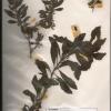 thé-pays (Capraria biflora)