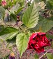 coquelicot rouge (Hibiscus rosa-sinensis)