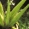 aloes (Aloe vera)