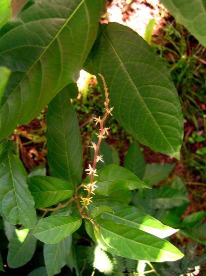 arada (Petiveria alliacea)
