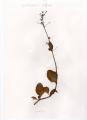 Patagon (Boerhavia erecta)