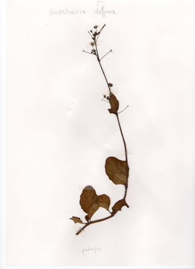 Patagon (Boerhavia erecta)