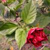 coquelicot rouge (Hibiscus rosa-sinensis)