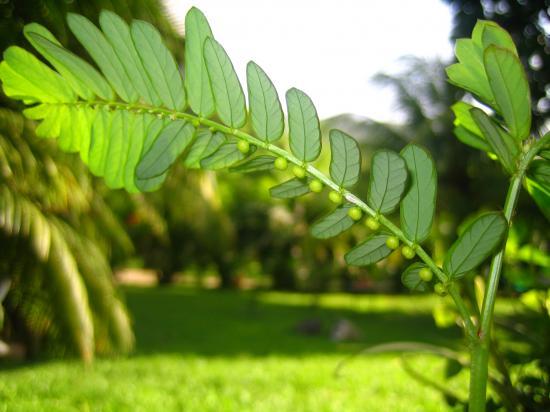 graine-en-bas-feuille (Phyllanthus amarus)