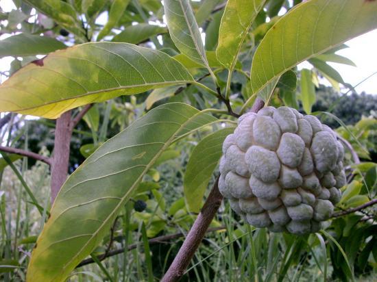 pomme-cannelle (Annona squamosa)