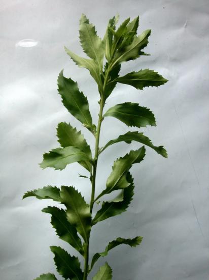 thé-pays (Capraria biflora)